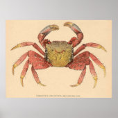 Illustratie van de  Mangrove Root Crab (1902) Poster (Voorkant)