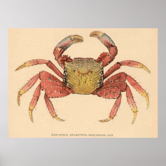 Illustratie van de Mangrove Root Crab (1902) Poster (Voorkant)