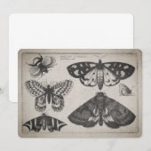 Illustratie van de mottenvlinder (65) kaart (Voorkant / Achterkant)