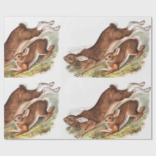 Illustratie van de noordelijke haas (Lepus America Cadeaupapier (Vlak)