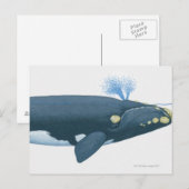 Illustratie van de Noordelijke Pacifische Rechterw Briefkaart (Voorkant / Achterkant)