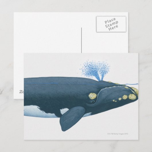 Illustratie van de Noordelijke Pacifische Rechterw Briefkaart (Voorkant / Achterkant)