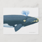 Illustratie van de Noordelijke Pacifische Rechterw Briefkaart (Voorkant)