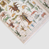 Illustratie van de partij, schaaldieren, ontkoppel tissuepapier (Detail)