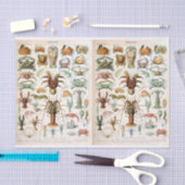 Illustratie van de partij, schaaldieren, ontkoppel tissuepapier (Craft)