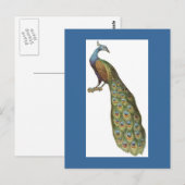 Illustratie van de pauw briefkaart (Voorkant / Achterkant)