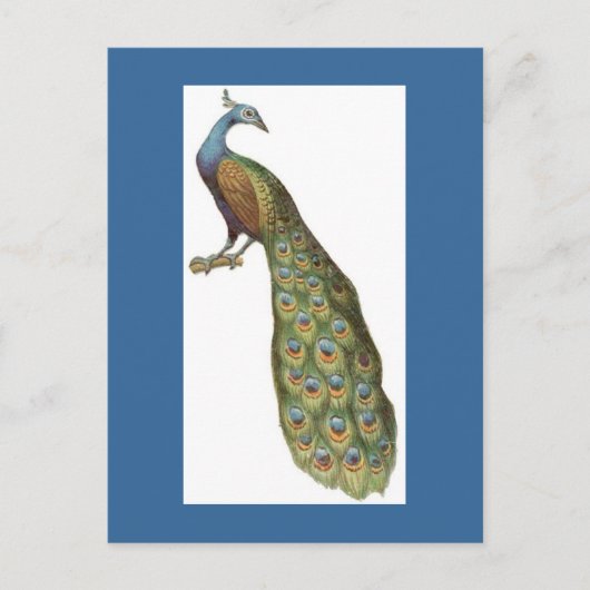 Illustratie van de pauw briefkaart (Voorkant)