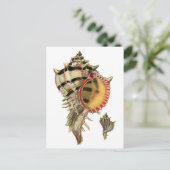  illustratie van de schalen van de urexzee briefkaart (Staand voorkant)