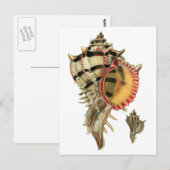  illustratie van de schalen van de urexzee briefkaart (Voorkant / Achterkant)