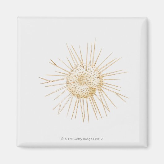 Illustratie van de schelp van foraminiferan magneet (Voorkant)