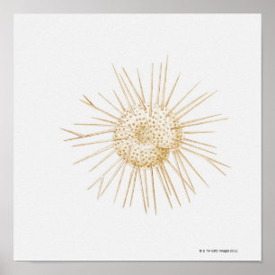 Illustratie van de schelp van foraminiferan poster