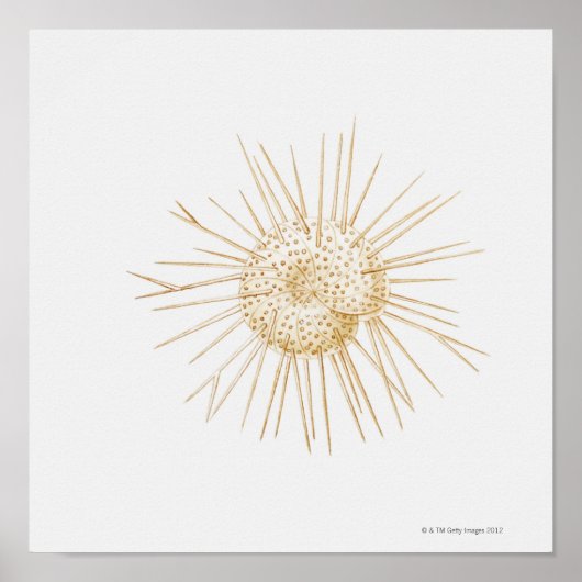 Illustratie van de schelp van foraminiferan poster (Voorkant)