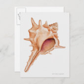 Illustratie van de schelp van Murex Briefkaart (Voorkant / Achterkant)