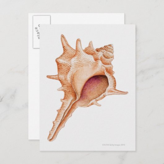Illustratie van de schelp van Murex Briefkaart (Voorkant / Achterkant)
