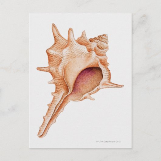 Illustratie van de schelp van Murex Briefkaart (Voorkant)