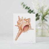 Illustratie van de schelp van Murex Briefkaart (Staand voorkant)