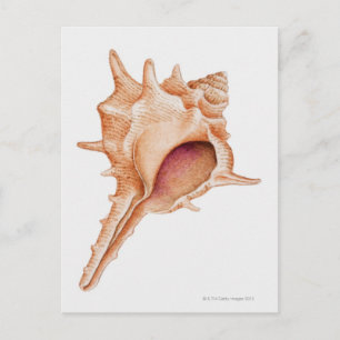 Illustratie van de schelp van Murex Briefkaart