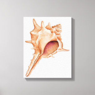 Illustratie van de schelp van Murex Canvas Afdruk