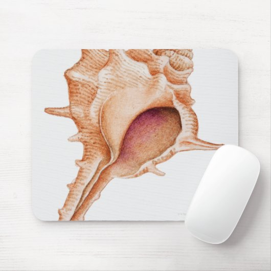 Illustratie van de schelp van Murex Muismat (Met muis)