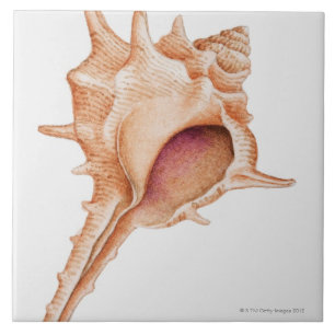 Illustratie van de schelp van Murex Tegeltje