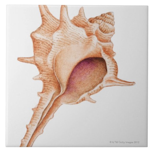 Illustratie van de schelp van Murex Tegeltje (Voorkant)