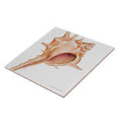 Illustratie van de schelp van Murex Tegeltje (Zijkant)