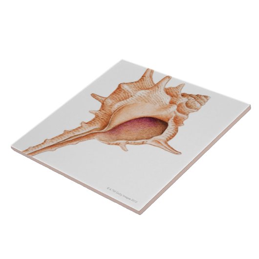 Illustratie van de schelp van Murex Tegeltje (Zijkant)