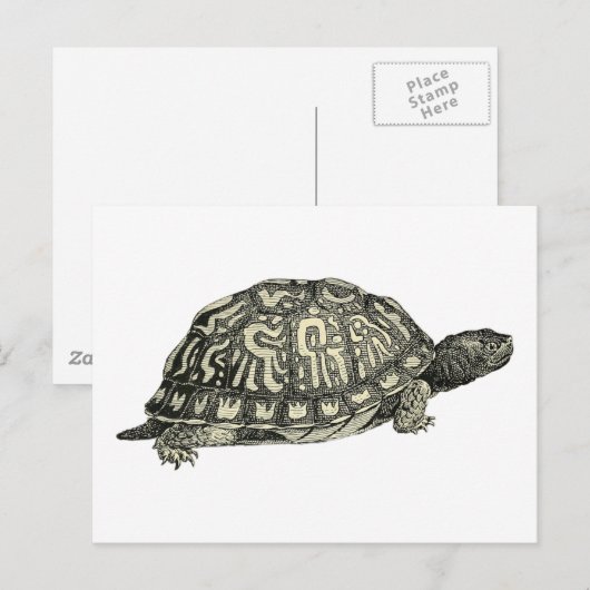  illustratie van de schildpad briefkaart (Voorkant / Achterkant)