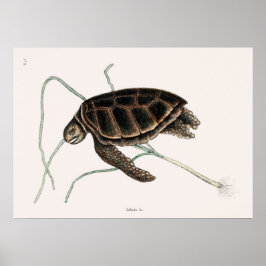  illustratie van de schildpad poster