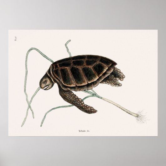  illustratie van de schildpad poster (Voorkant)