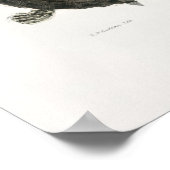  illustratie van de schildpadden poster (Hoek)