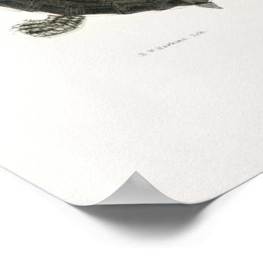  illustratie van de schildpadden poster (Hoek)