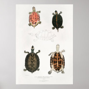 illustratie van de schildpadden poster