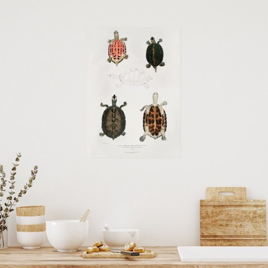  illustratie van de schildpadden poster (Keuken)