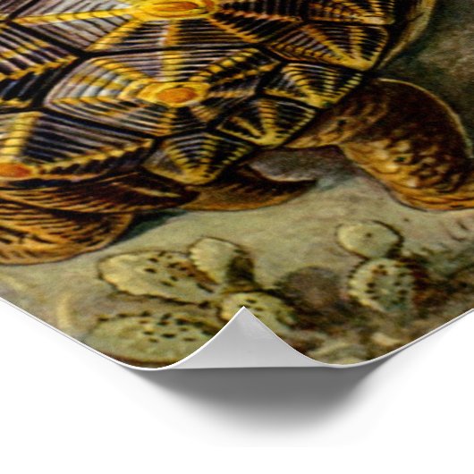  illustratie van de schildpadden poster (Hoek)