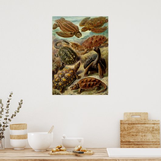  illustratie van de schildpadden poster (Keuken)
