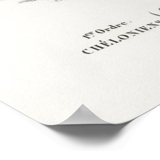  illustratie van de schildpadden poster (Hoek)