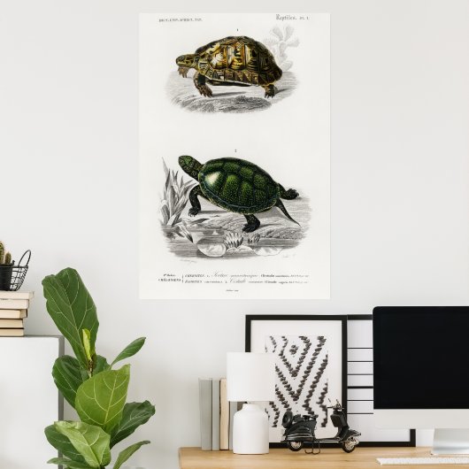 illustratie van de schildpadden poster (Thuiskantoor)