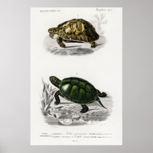 illustratie van de schildpadden poster