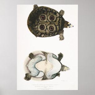 illustratie van de schildpadden poster