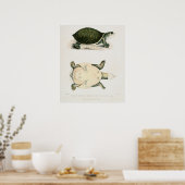  illustratie van de schildpadden poster (Keuken)