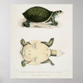 illustratie van de schildpadden poster (Voorkant)