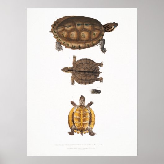 illustratie van de schildpadden poster (Voorkant)