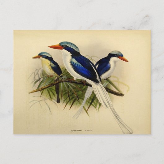 Illustratie van de visser briefkaart (Voorkant)