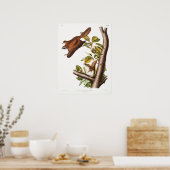 Illustratie van de  vliegende eekhoorn poster (Keuken)