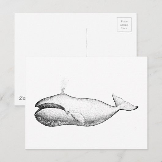Illustratie van de  walvis briefkaart (Voorkant / Achterkant)