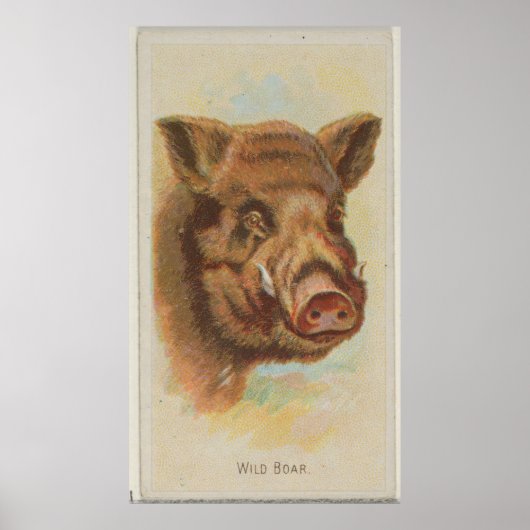 Illustratie van de  Wilde Boar (1888) Poster (Voorkant)