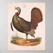 Illustratie van de  Wilde Turkije (1872) Poster (Voorkant)