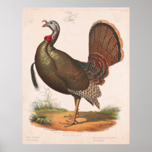 Illustratie van de  Wilde Turkije (1872) Poster