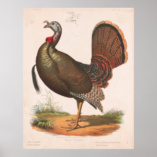 Illustratie van de  Wilde Turkije (1872) Poster (Voorkant)